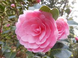 Camellia Flower seeds for Planting - Hardy Variety, Heirloom & GMO Free Seeds for Home Garden
