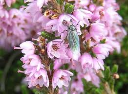 Calluna Vulgaris Flower seeds for Planting - Pollinator Friendly, Heirloom & GMO Free Seeds for Home Garden