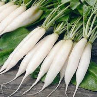Radish Vegetable Seeds for Planting
