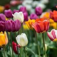 Tulips Flower seeds for Planting - Long Bloom Season, Heirloom & GMO Free Seeds for Home Garden
