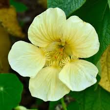 Green Nasturtium Flower seeds for Planting - Shade Tolerant, Heirloom & GMO Free Seeds for Home Garden