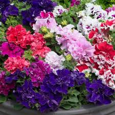 Mixed Double Petunia Flower Seeds for Planting Heirloom NONGMO Vibrant Garden Blooms 
 
 Sale