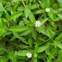 Bhringraj Flower Seeds for Planting - Enhance Your Garden