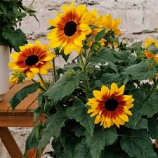 Sunflower Bonsai Flower seeds for Planting Compact Growth Heirloom & GMO Free Seeds for Home Garden