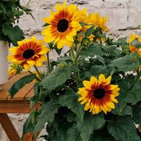 Sunflower Bonsai Flower seeds for Planting Compact Growth Heirloom & GMO Free Seeds for Home Garden
