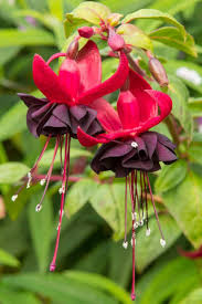 Maroon Red Fuchsia Flower Seeds for Planting Cottage Garden Essential Heirloom & GMO Free Seeds for Home Garden
 
 Sale