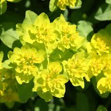 Yellow Euphorbia Polychroma Flower seeds for Planting - Wildflower Mix, Heirloom & GMO Free Seeds for Home Garden