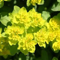 Yellow Euphorbia Polychroma Flower seeds for Planting - Wildflower Mix, Heirloom & GMO Free Seeds for Home Garden