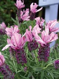 Red Lavender Flower seeds for Planting - Bright Blooms, Heirloom & GMO Free Seeds for Home Garden