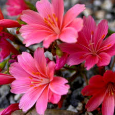 Pink Cotyledon Flower seeds for Planting - Premium Quality, Heirloom & GMO Free Seeds for Home Garden