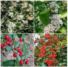 Red Pyracantha Fortuneana Flower seeds for Planting - Colorful Display, Heirloom & GMO Free Seeds for Home Garden
