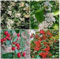 Red Pyracantha Fortuneana Flower seeds for Planting - Colorful Display, Heirloom & GMO Free Seeds for Home Garden