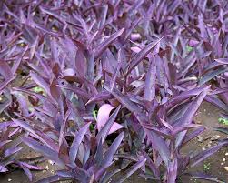 Setcreasea Plant Seeds for Planting  Seed for Lush and Hardy Growth