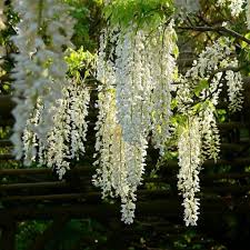 White Wisteria Flower seeds for Planting - Cottage Garden Essential, Heirloom & GMO Free Seeds for Home Garden