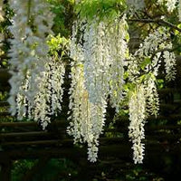 White Wisteria Flower seeds for Planting - Cottage Garden Essential, Heirloom & GMO Free Seeds for Home Garden