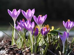 Purple Crocus Flower Seeds – Long Bloom Season Heirloom & NonGMO for Home Garden
 
 Sale