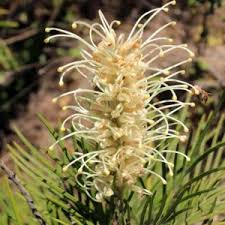 White Grevillea Robusta Flower Seeds Flower seeds for Planting Long Bloom Season Heirloom & GMO Free Seeds for Home Garden