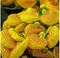 Yellow Calceolaria Crenatiflora Flower seeds for Planting - Drought Tolerant, Heirloom & GMO Free Seeds for Home Garden