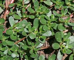 Green Portulaca Oleracea Planting Seeds for Vibrant Gardens