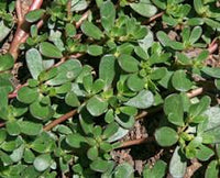 Green Portulaca Oleracea Planting Seeds for Vibrant Gardens