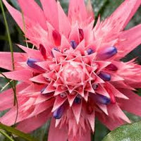 Pink Bromeliad Tillandsia Bulbosa Flower seeds for Planting - Seasonal Bloomer, Heirloom & GMO Free Seeds for Home Garden