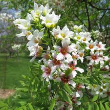 Yellowhorn Xanthoceras Sorbifolium Seeds for Planting - Sun Loving, Heirloom & GMO Free Seeds for Home Garden