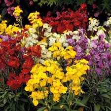 Mixed Cheiranthus Flower seeds for Planting - Garden Favorite, Heirloom & GMO Free Seeds for Home Garden