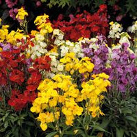 Mixed Cheiranthus Flower seeds for Planting - Garden Favorite, Heirloom & GMO Free Seeds for Home Garden