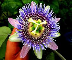 Yellow Violet Passion Flower seeds for Planting Compact Growth Heirloom & GMO Free Seeds for Home Garden