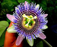 Yellow Violet Passion Flower seeds for Planting Compact Growth Heirloom & GMO Free Seeds for Home Garden