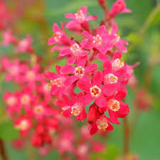 Heirloom Coral Flower seeds for Planting Shade Tolerant Heirloom & GMO Free Seeds for Home Garden