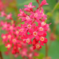 Heirloom Coral Flower seeds for Planting Shade Tolerant Heirloom & GMO Free Seeds for Home Garden