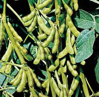 Brown Soybean Planting Seeds for Vegetable Gardening