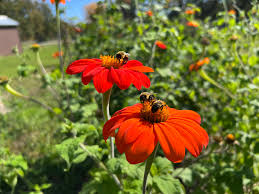 Red Tithonia Rotundifolia Flower seeds for Planting - Premium Quality, Heirloom & GMO Free Seeds for Home Garden