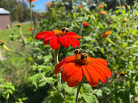 Red Tithonia Rotundifolia Flower seeds for Planting - Premium Quality, Heirloom & GMO Free Seeds for Home Garden