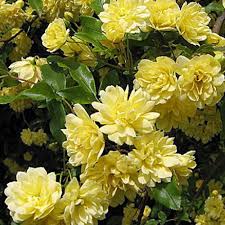 Rosa Banksia Flower seeds for Planting - Drought Tolerant, Heirloom & GMO Free Seeds for Home Garden