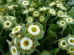 Yellow Primula Flower Seeds for Planting Premium Quality Heirloom & GMO Free Seeds for Home Garden
 
 Sale
