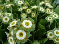 Yellow Primula Flower Seeds for Planting Premium Quality Heirloom & GMO Free Seeds for Home Garden
 
 Sale