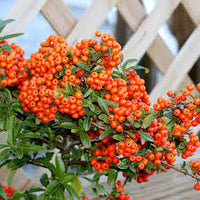 Red Firethorn Fruit Planting Seeds for Vibrant Garden Growth - Seed Ideal for Ornamental