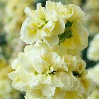 Yellow Matthiola Incana Flower Seeds for Planting Drought Tolerant Heirloom & GMO Free Seeds for Home Garden
 
 Sale