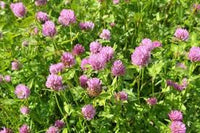 Heirloom Persian Clover Flower seeds for Planting Hardy Variety Heirloom & GMO Free Seeds for Home Garden