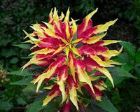 Red Yellow Poinsettia Flower seeds for Planting - Premium Quality, Heirloom & GMO Free Seeds for Home Garden