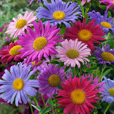 Aster China Flower seeds for Planting Wildflower Mix Heirloom & GMO Free Seeds for Home Garden