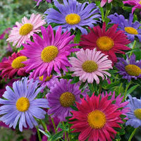 Aster China Flower seeds for Planting Wildflower Mix Heirloom & GMO Free Seeds for Home Garden