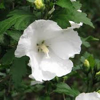 White Sharon Rose Flower seeds for Planting - Colorful Display, Heirloom & GMO Free Seeds for Home Garden