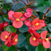 Fibrous Begonia Flower seeds for Planting - Garden Favorite, Heirloom & GMO Free Seeds for Home Garden