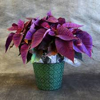 Violet Poinsettia Flower Seeds for Planting Vibrant Colors Heirloom & GMO Free Seeds for Home Garden
 
 Sale