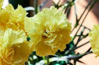 Light Yellow Carnation Flower seeds for Planting Cut Flower Favorite Heirloom & GMO Free Seeds for Home Garden