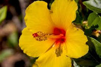 Hibiscus Flower seeds for Planting Perfect for Borders Heirloom & GMO Free Seeds for Home Garden