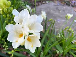 White Freesia Flower Seeds for Planting Hardy Variety Heirloom & GMO Free Seeds for Home Garden
 
 Sale